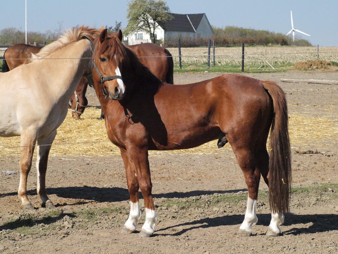 Welsh Pony (sec B) Lyngdalgårds Denore billede 4