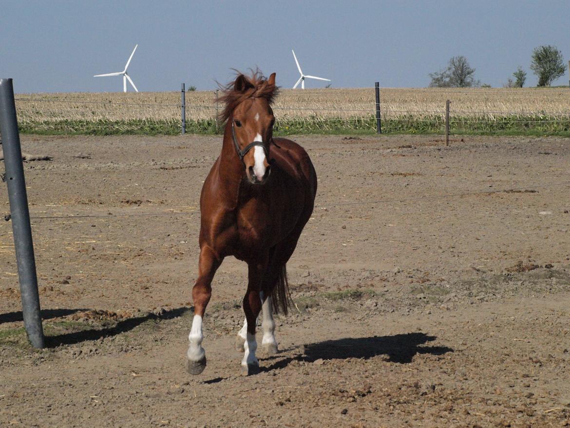 Welsh Pony (sec B) Lyngdalgårds Denore billede 13