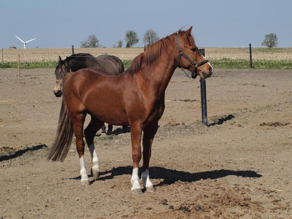 Welsh Pony (sec B) Lyngdalgårds Denore billede 15