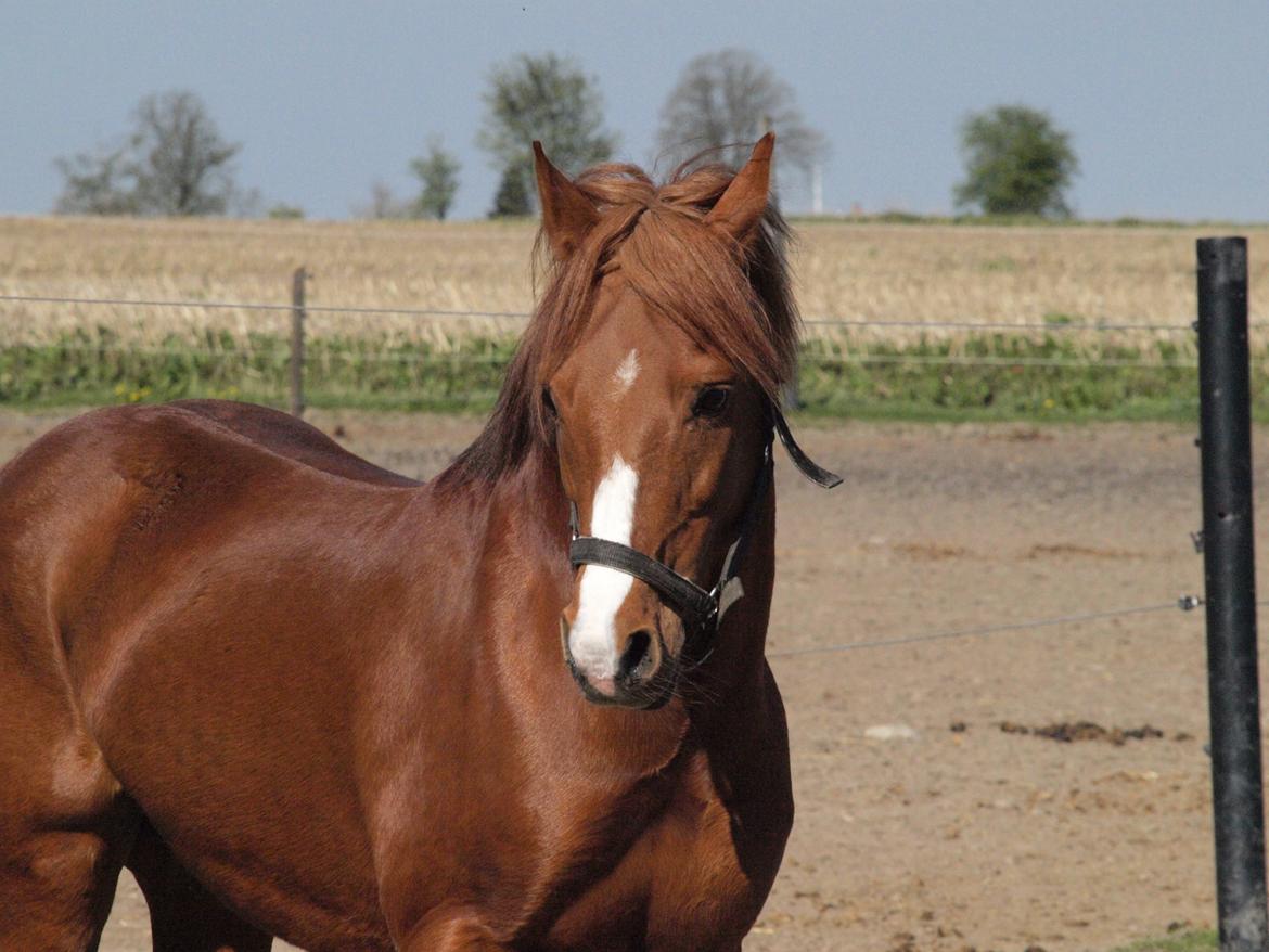 Welsh Pony (sec B) Lyngdalgårds Denore billede 1