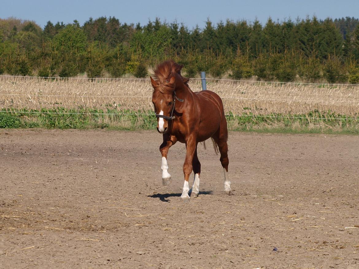 Welsh Pony (sec B) Lyngdalgårds Denore - Galop billede 2