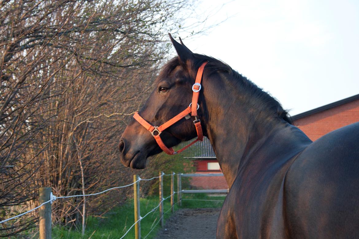 Anden særlig race Casino Royale(Black Star) - Royale i foråret 2014 billede 1