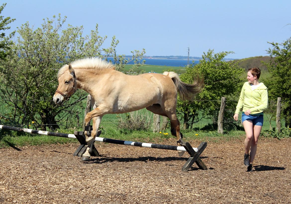 Fjordhest Stella - Stella løsspringer første gang billede 33