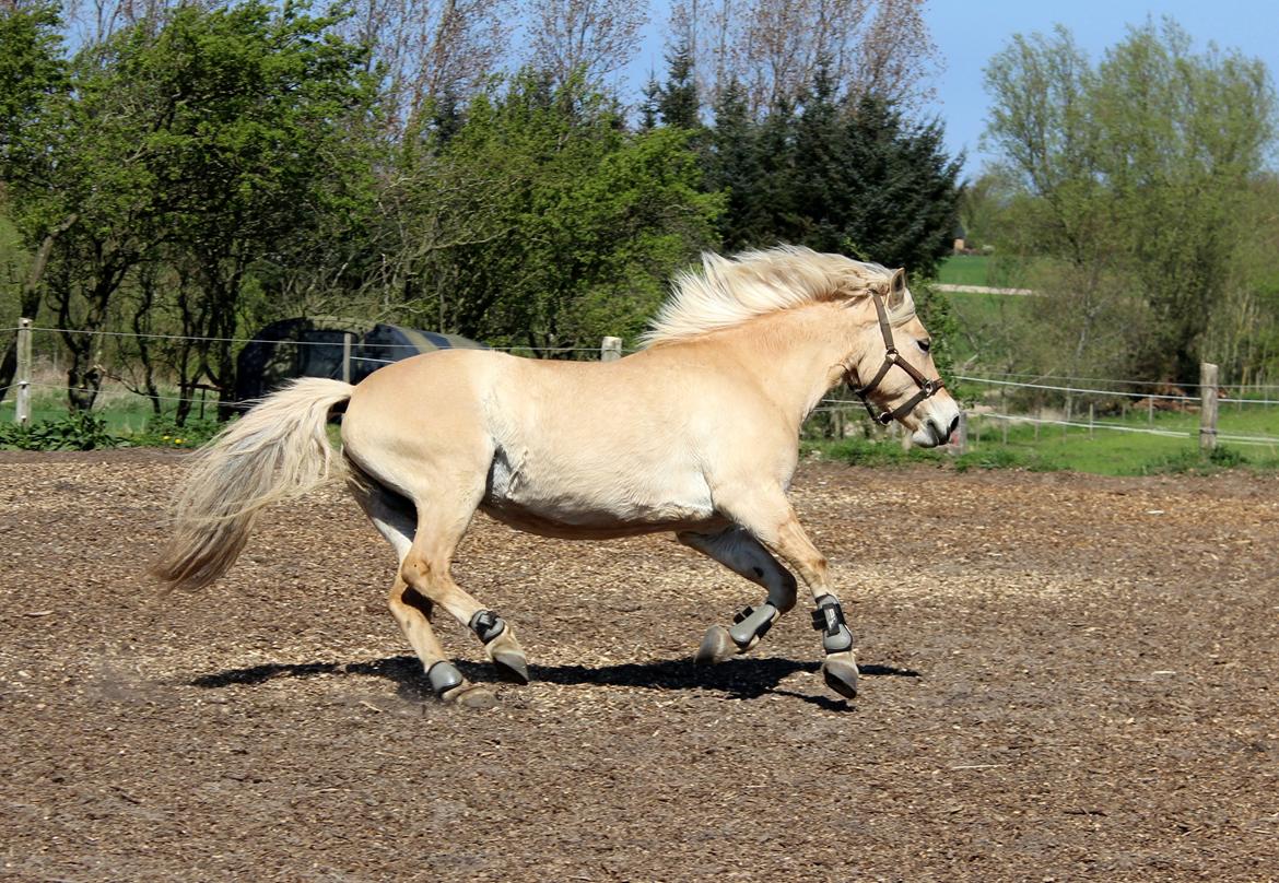 Fjordhest Stella billede 9