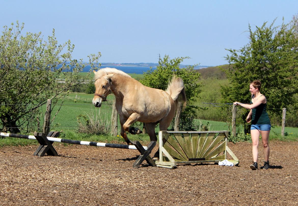 Fjordhest Stella - Stella løsspringer første gang :)  billede 45