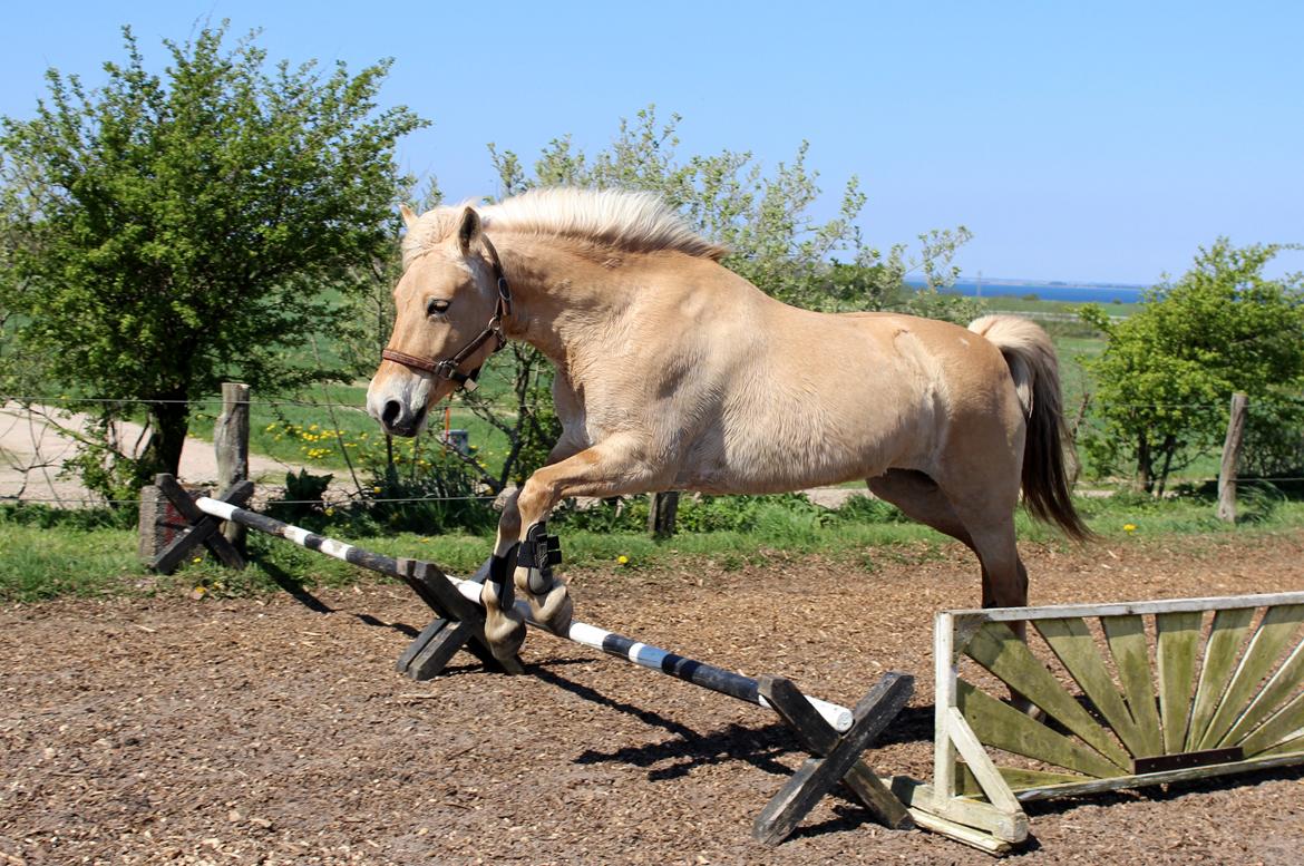 Fjordhest Stella - Stella løsspringer første gang :)  billede 4