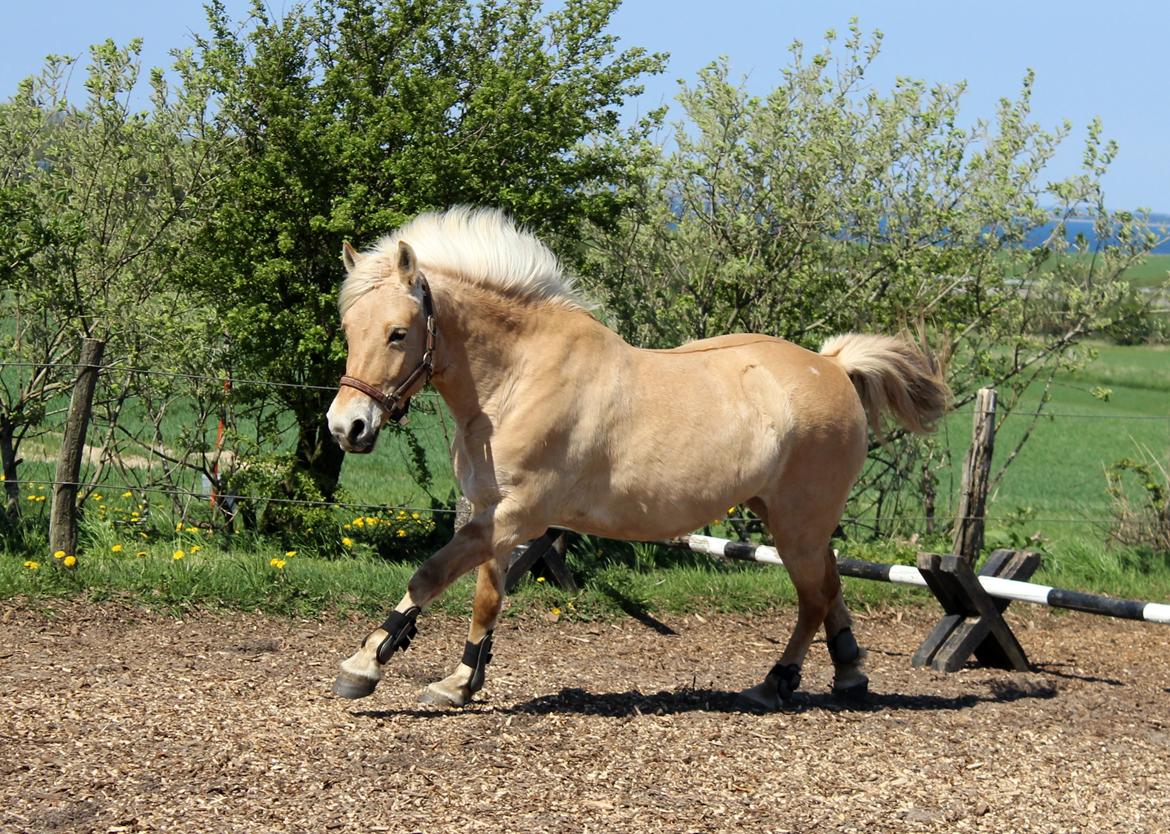 Fjordhest Stella billede 26