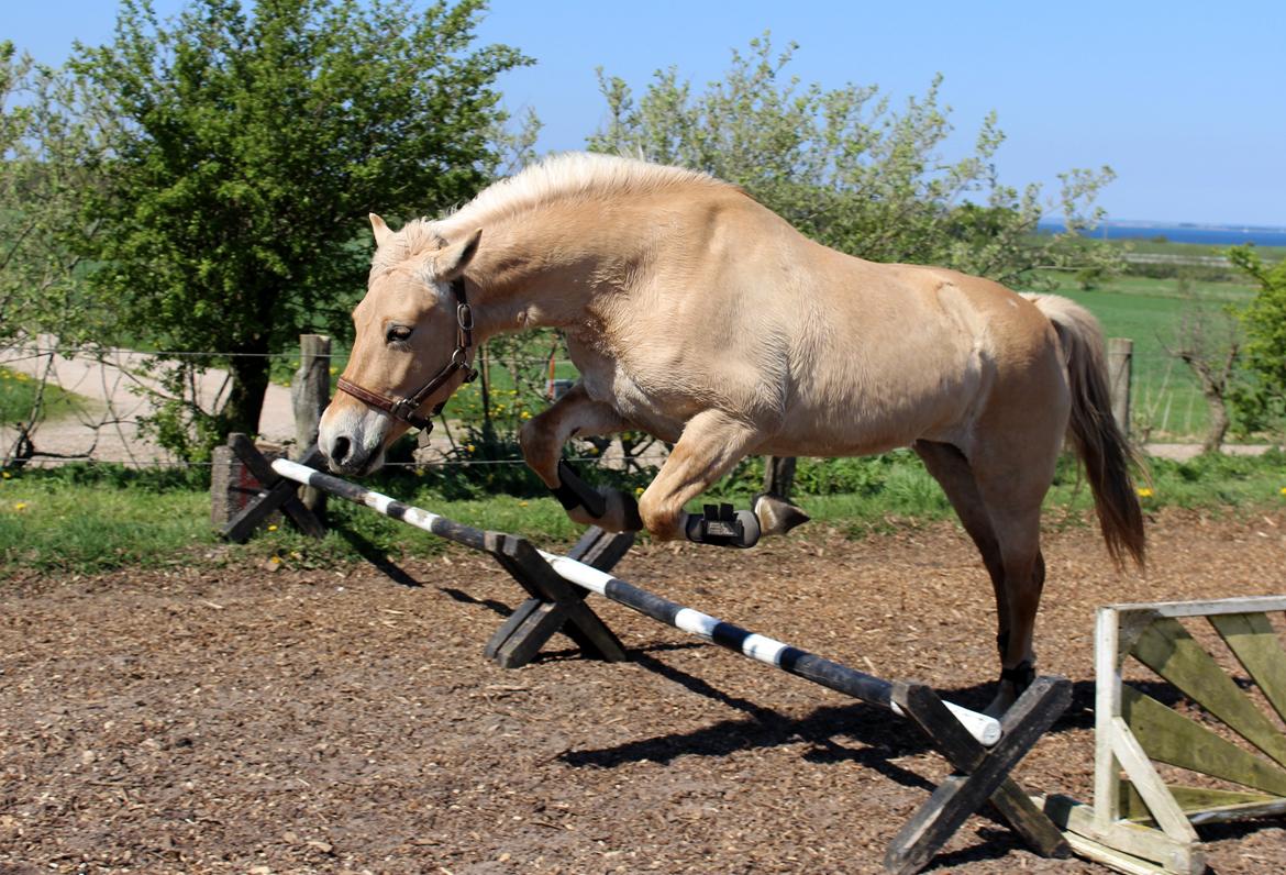 Fjordhest Stella - Stella løsspringer første gang :)  billede 38