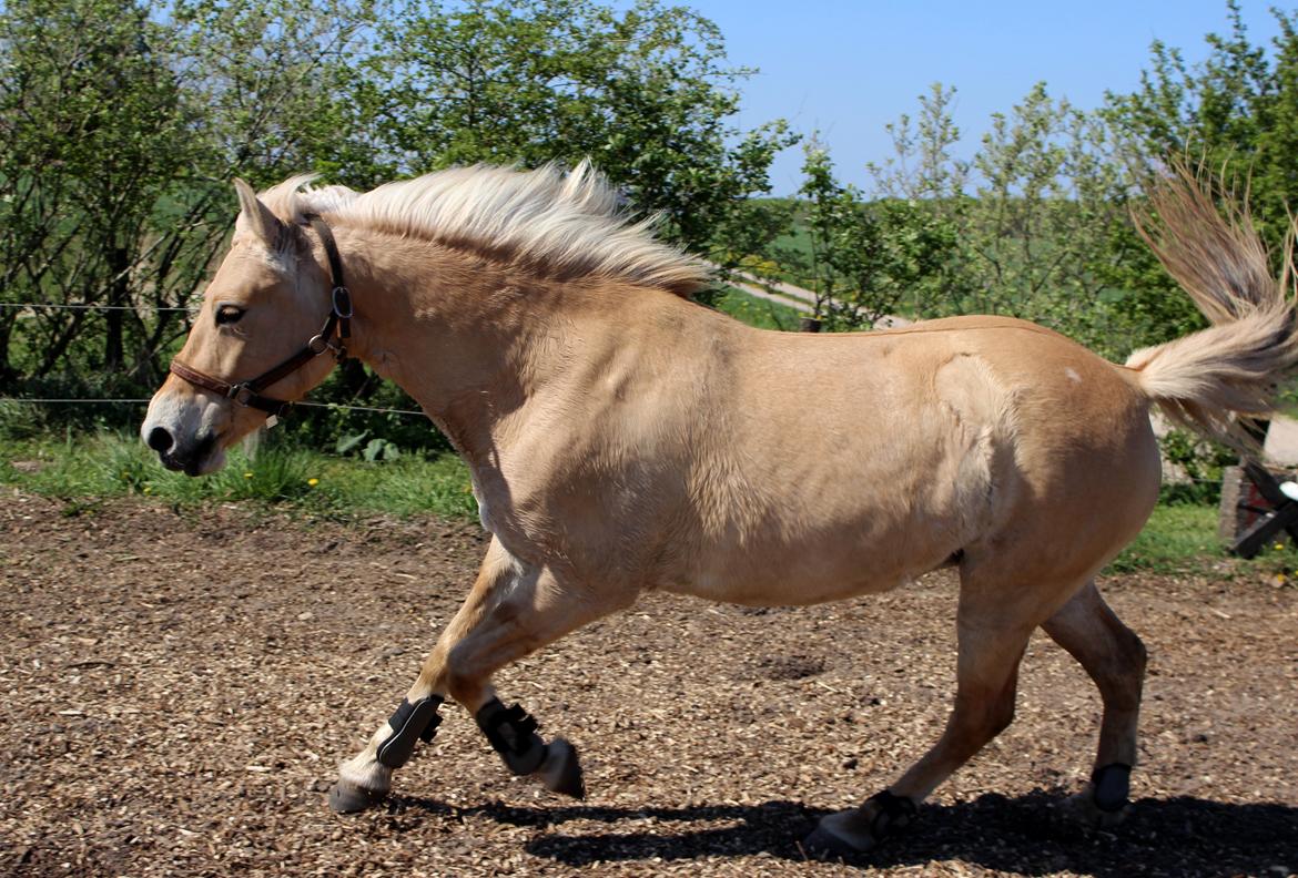 Fjordhest Stella billede 23