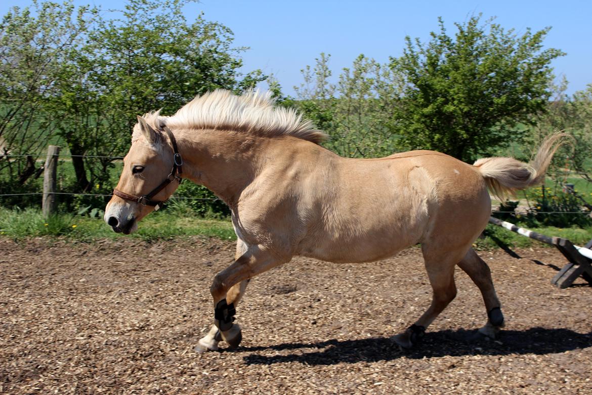 Fjordhest Stella billede 14