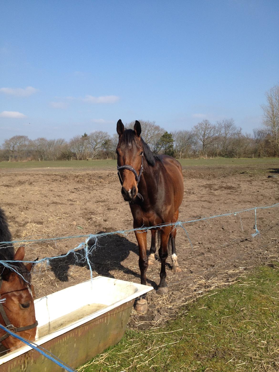Dansk Varmblod Østergaards Don Casino - Forår 2014 billede 11