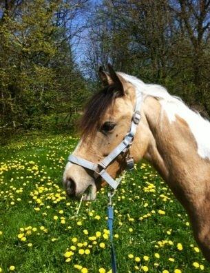 Anden særlig race Søby´s Kiowa billede 16