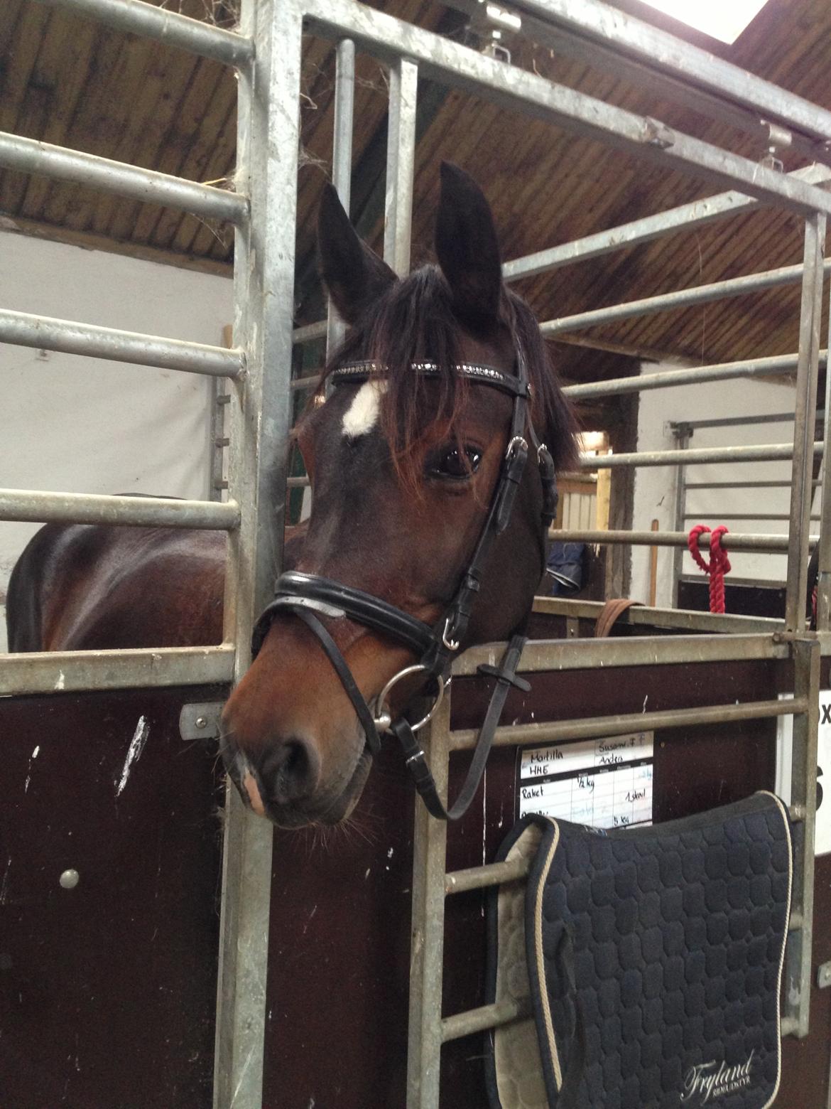 DSP Martilla billede 1