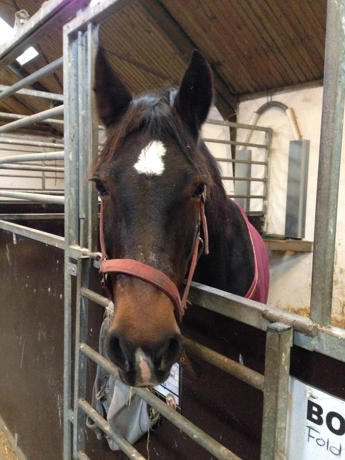 DSP Martilla billede 4