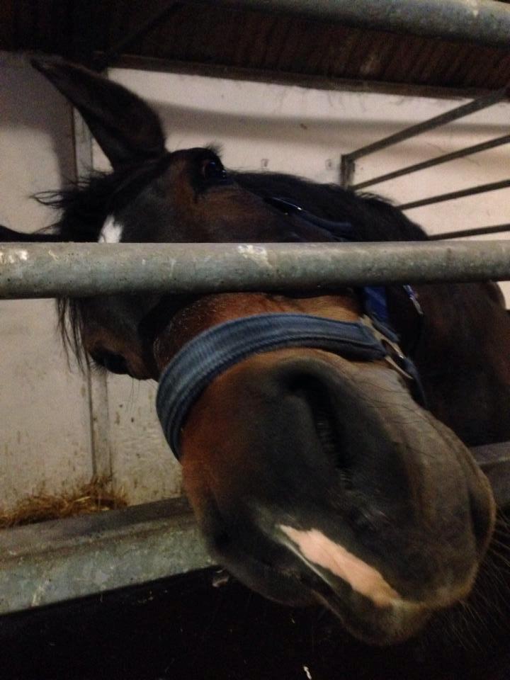 DSP Martilla billede 17