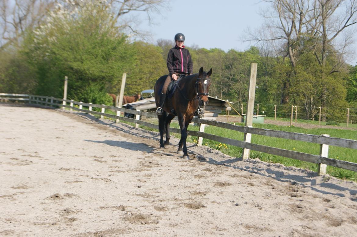 DSP Martilla billede 9