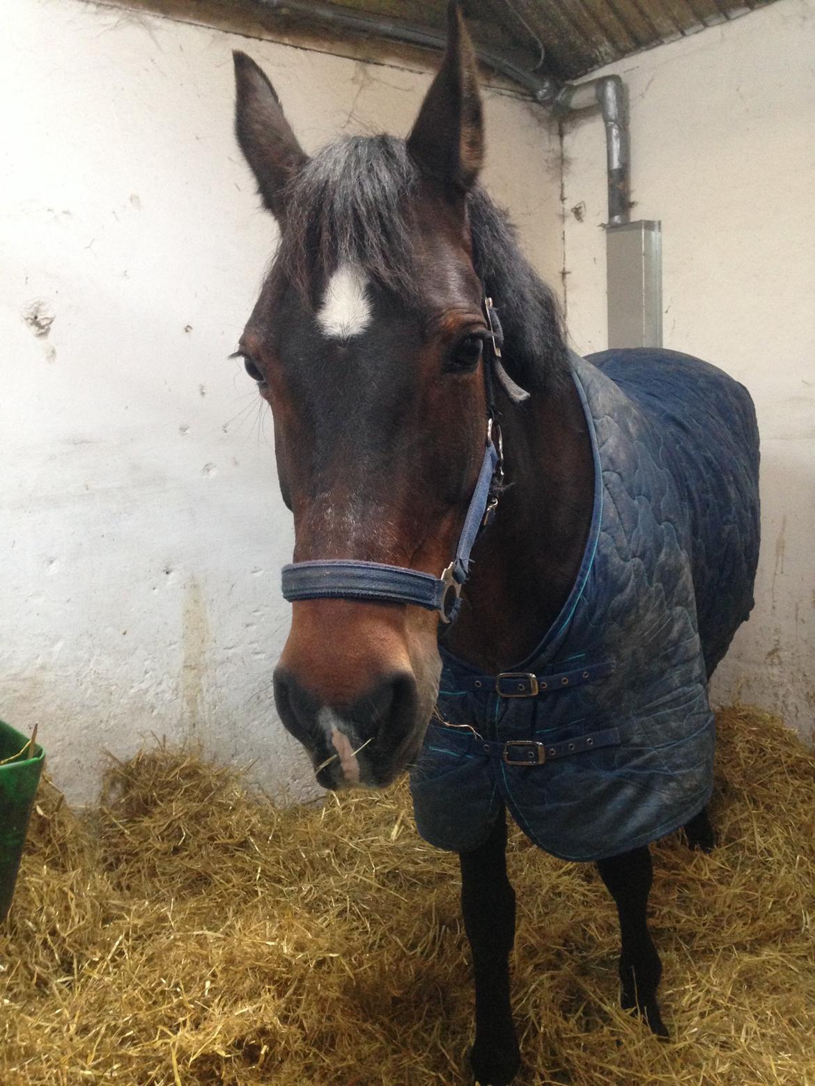 DSP Martilla billede 16