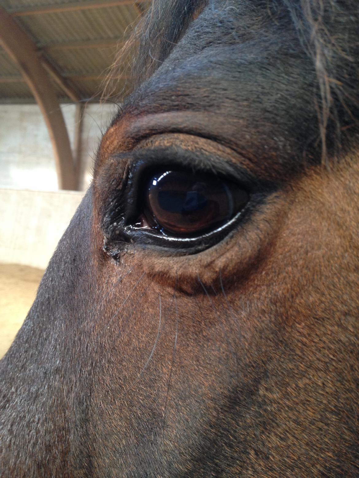 DSP Martilla billede 11