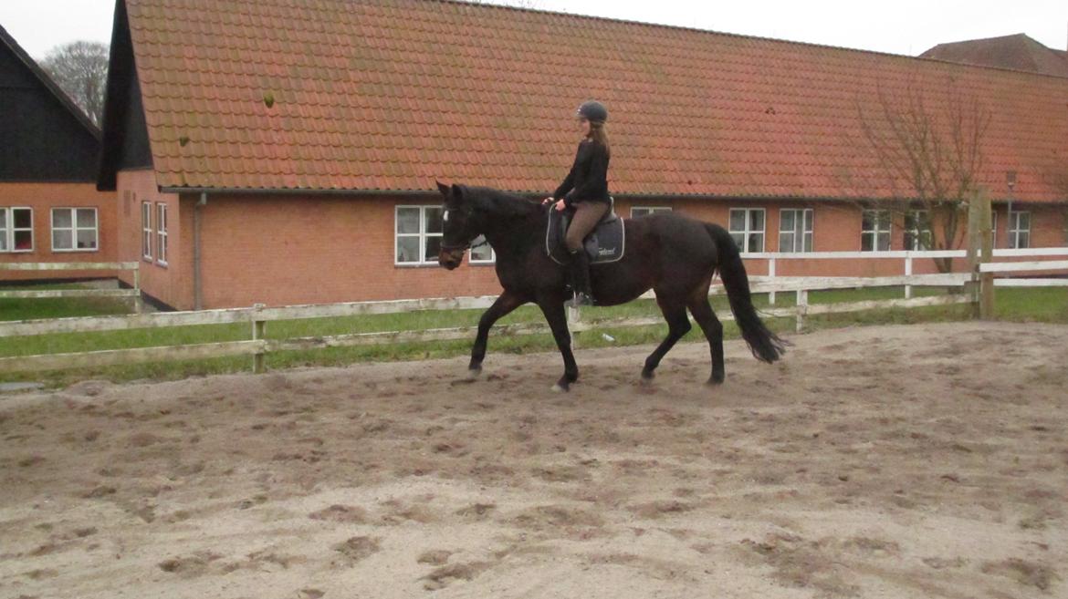 DSP Martilla billede 2