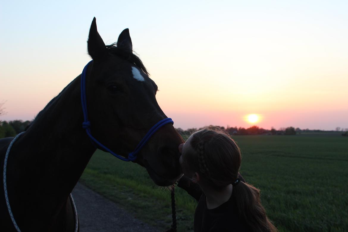 DSP Martilla billede 19