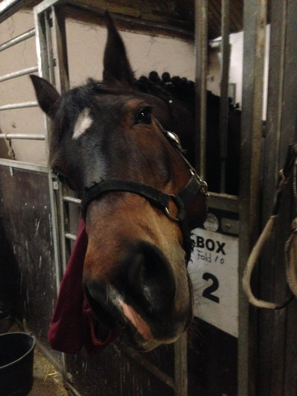 DSP Martilla billede 7