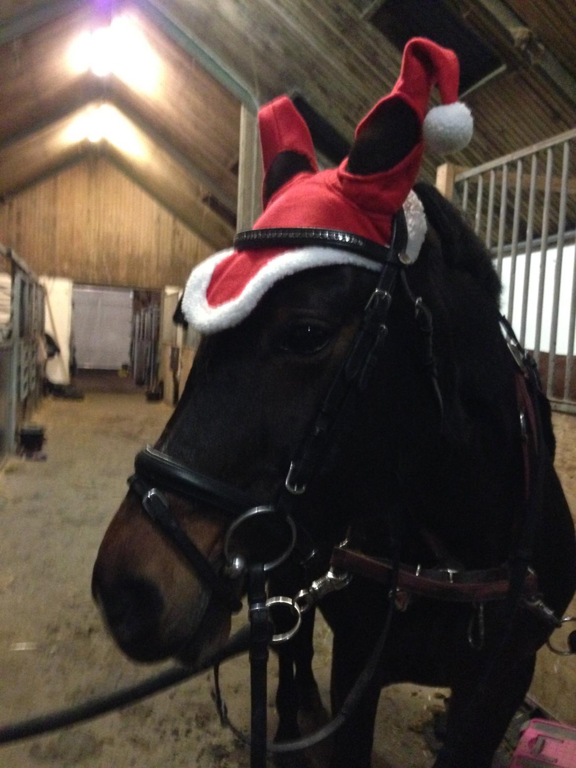 DSP Martilla billede 13