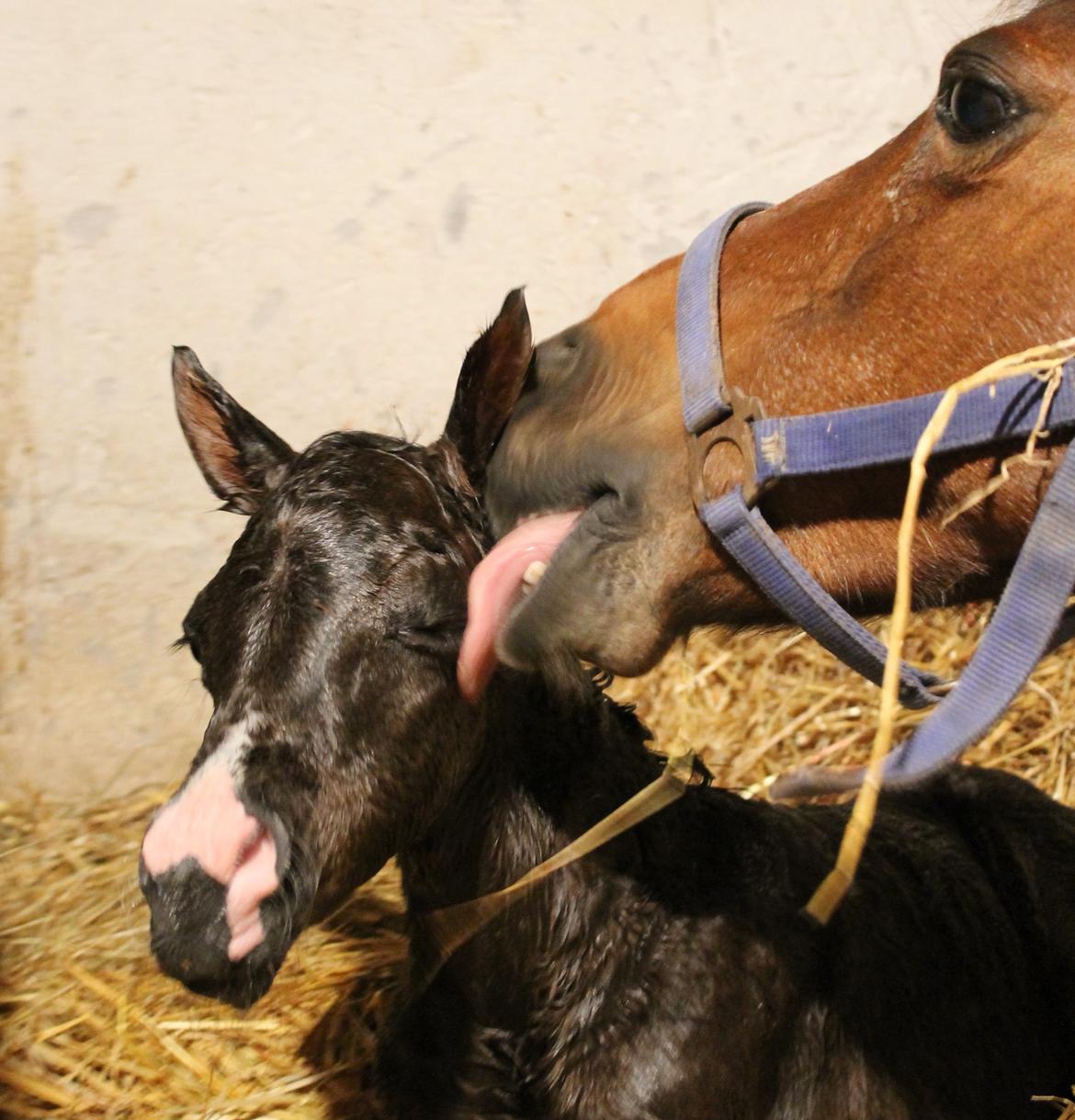 DSP Fredbo´s Zip code - 5 minutter gammel ;) billede 20