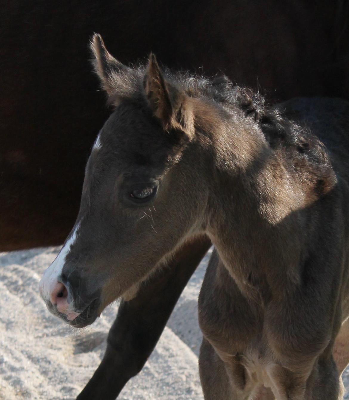 DSP Fredbo´s Zip code - Ca. 12 timer gammel billede 13