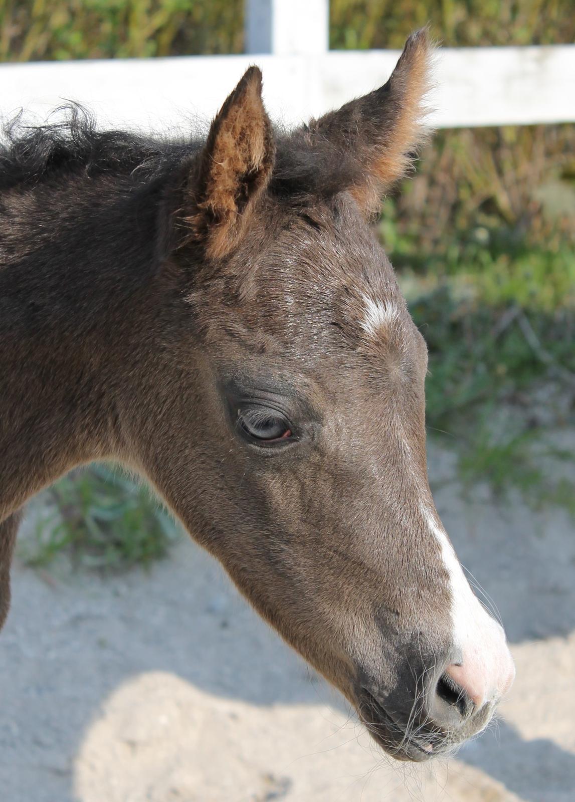 DSP Fredbo´s Zip code - Ca. 12 timer gammel billede 14