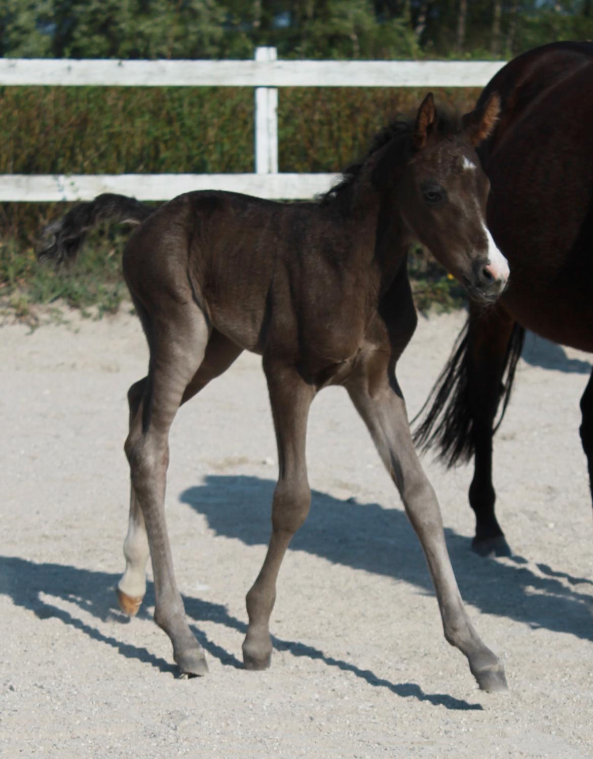 DSP Fredbo´s Zip code - Ca. 12 timer gammel billede 17