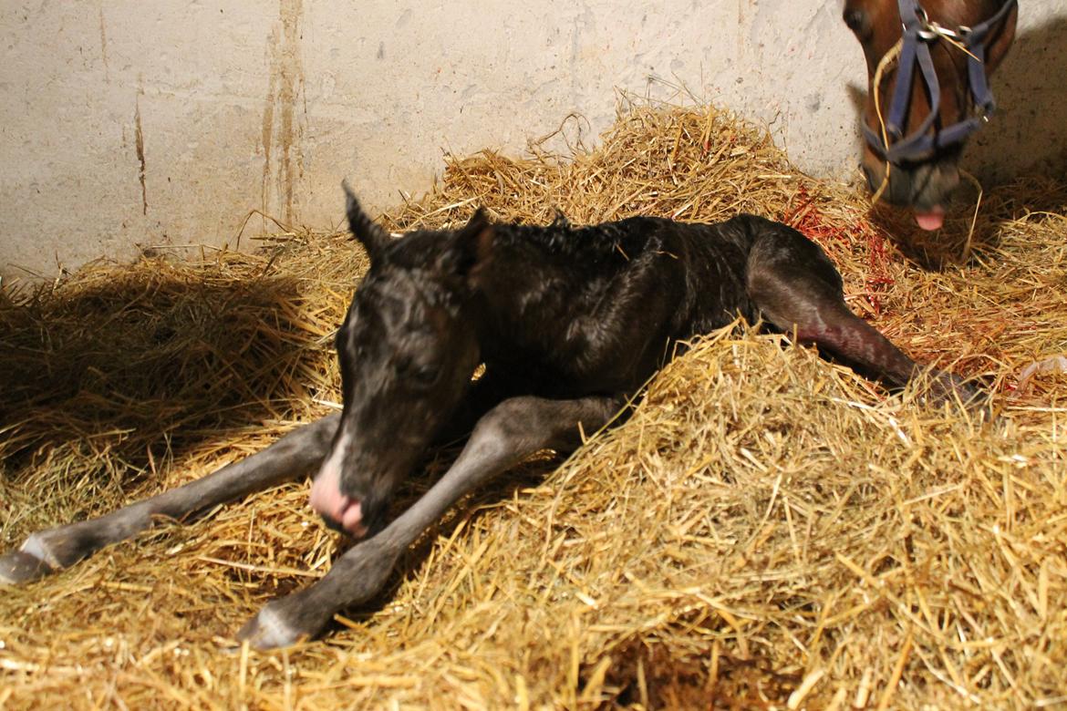 DSP Fredbo´s Zip code - Helt ny, og svært at holde styr på de lange ben ;) billede 19