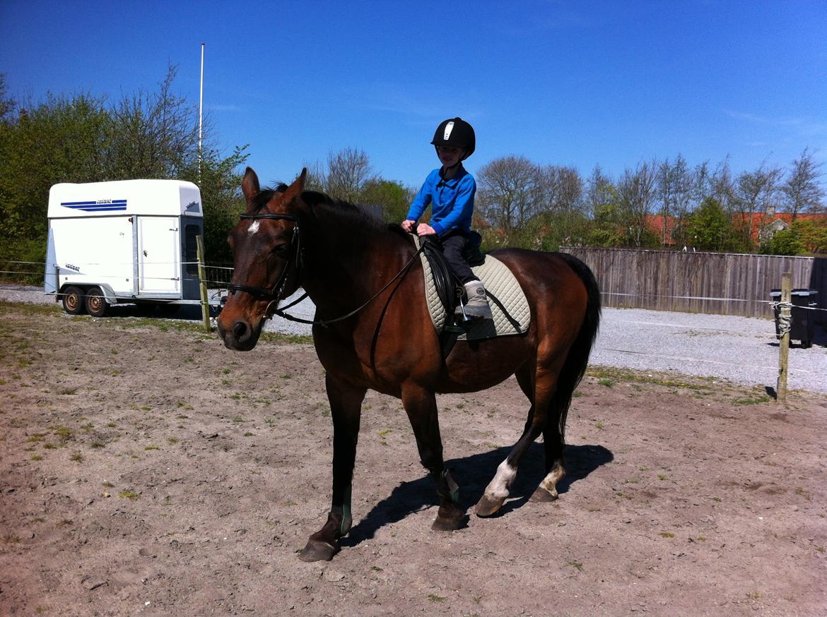 Oldenborg Batman Nygaard - Første gang junior rider alene på sin store hest:0) billede 19