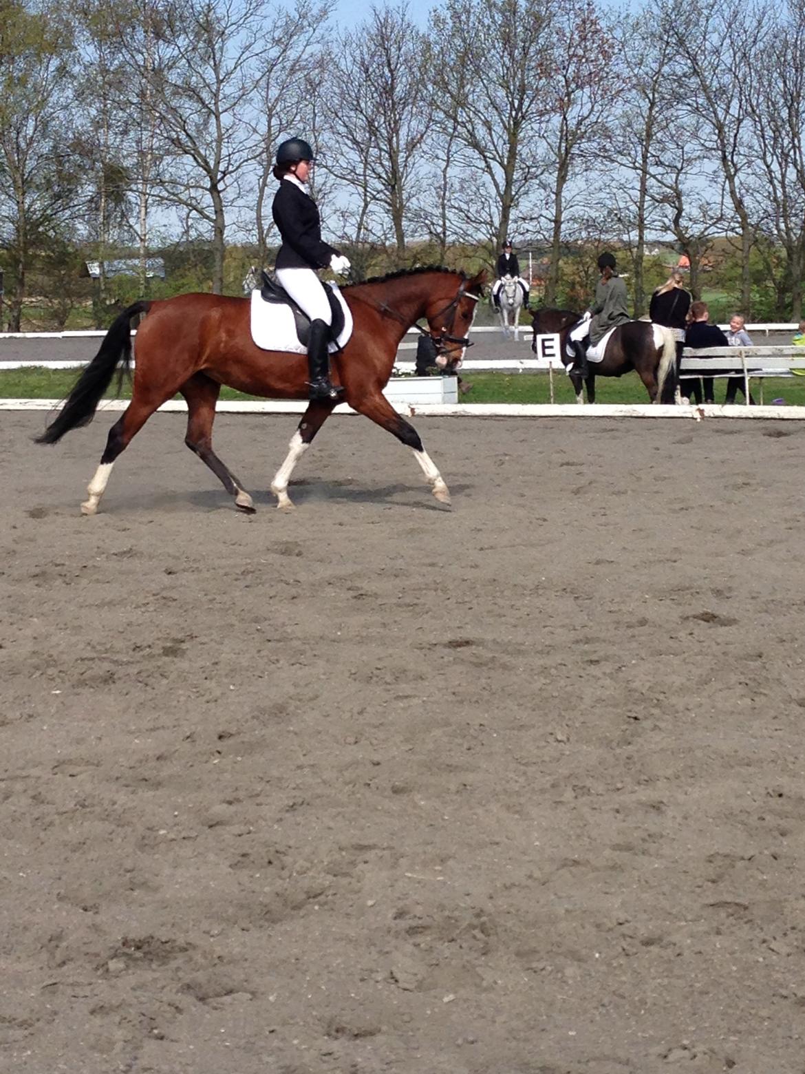 Anden særlig race Hope - Dressurstævne. Harridslev Rideklub. LC3 68,800% billede 9