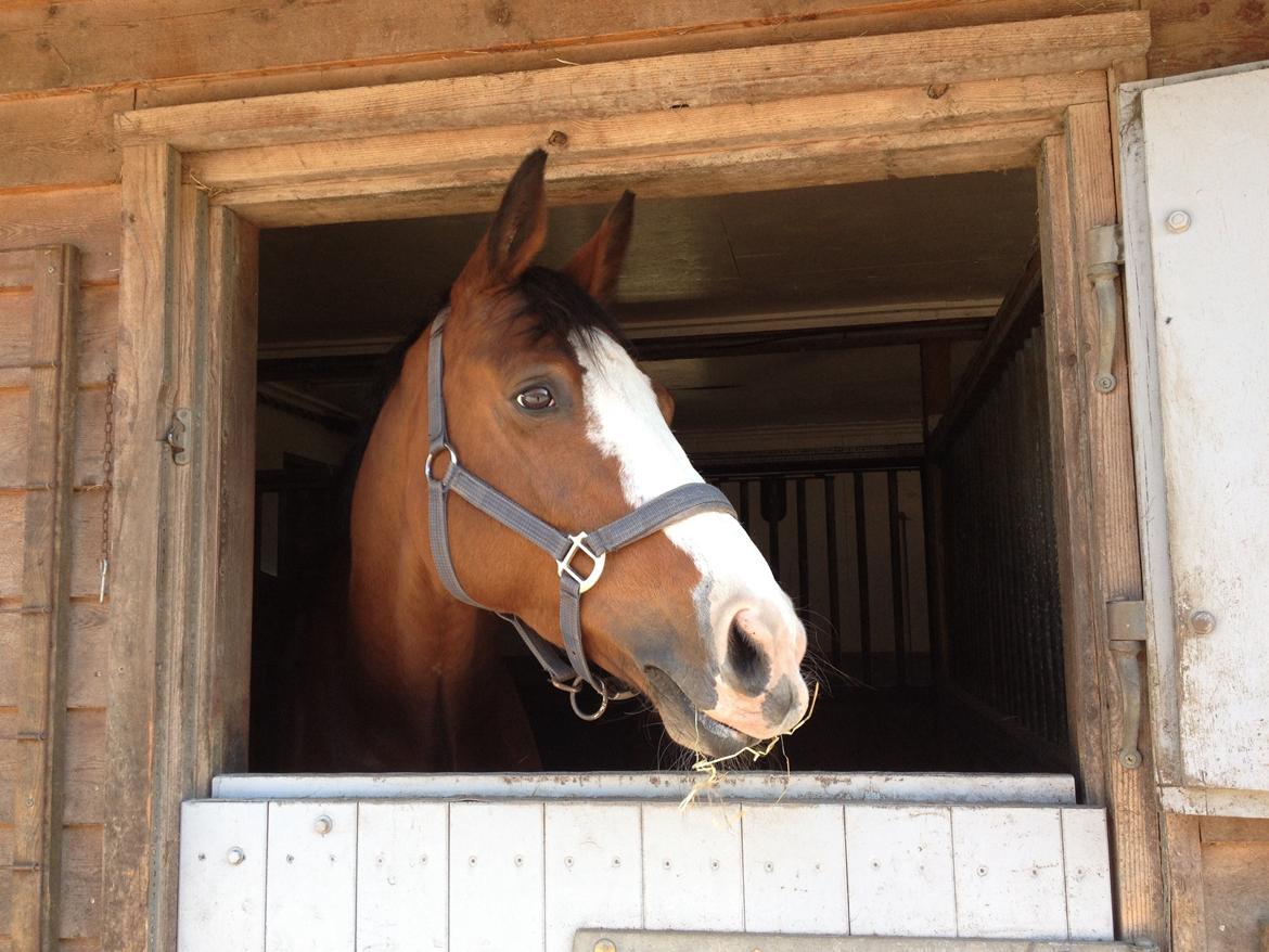 Dansk Varmblod Karisma Kildemark billede 11