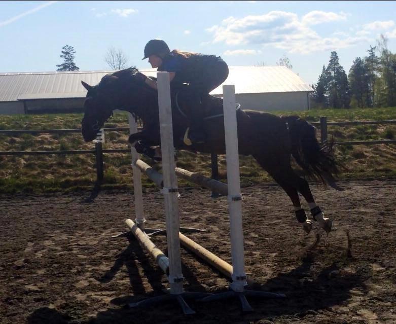 Hollandsk Sportspony | Radec<3 | (Toblerone) - Stjernen springer for 4. gang på 3-4 måneder :-)  billede 15