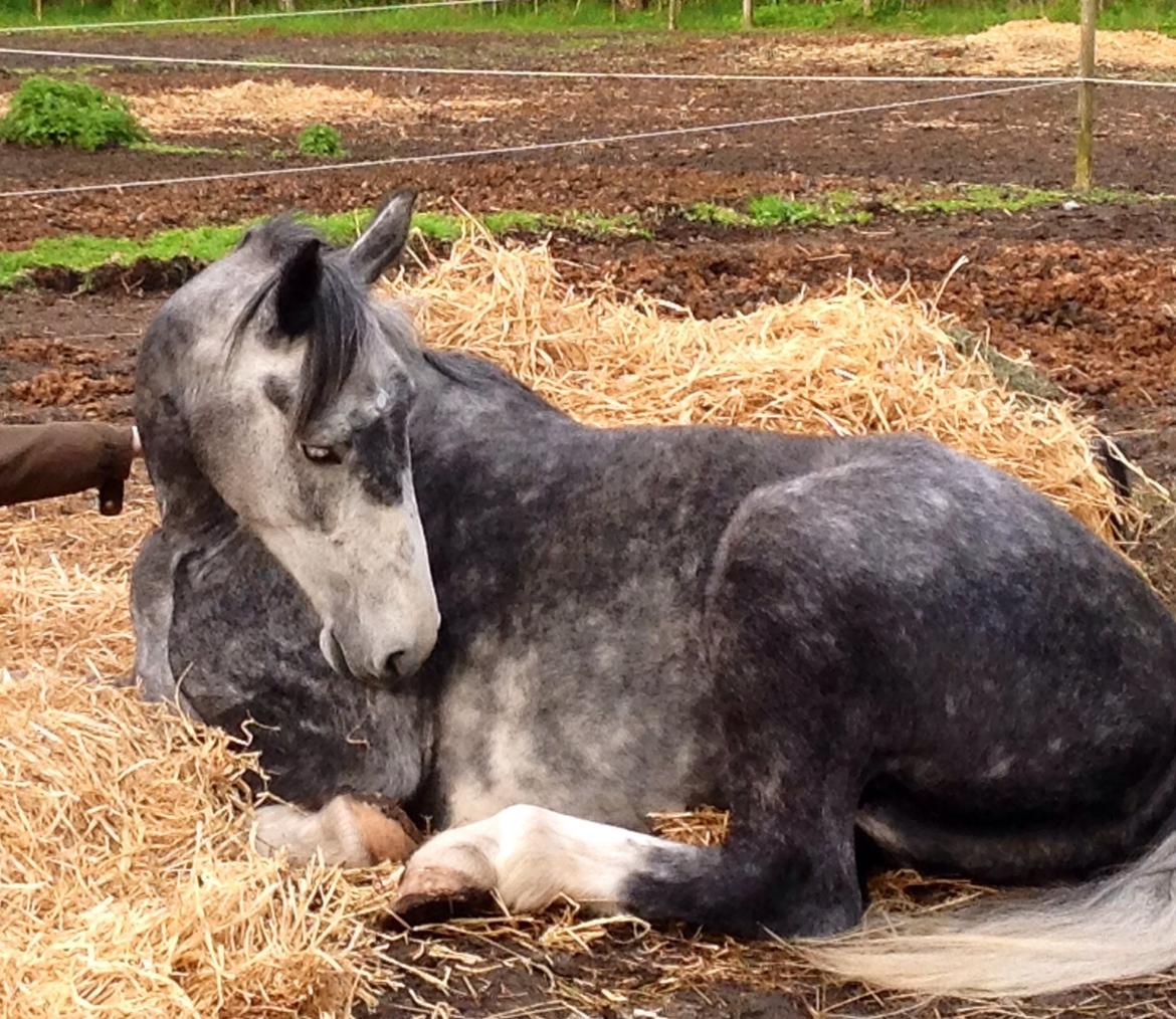 Hollandsk Varmblod Diana billede 18