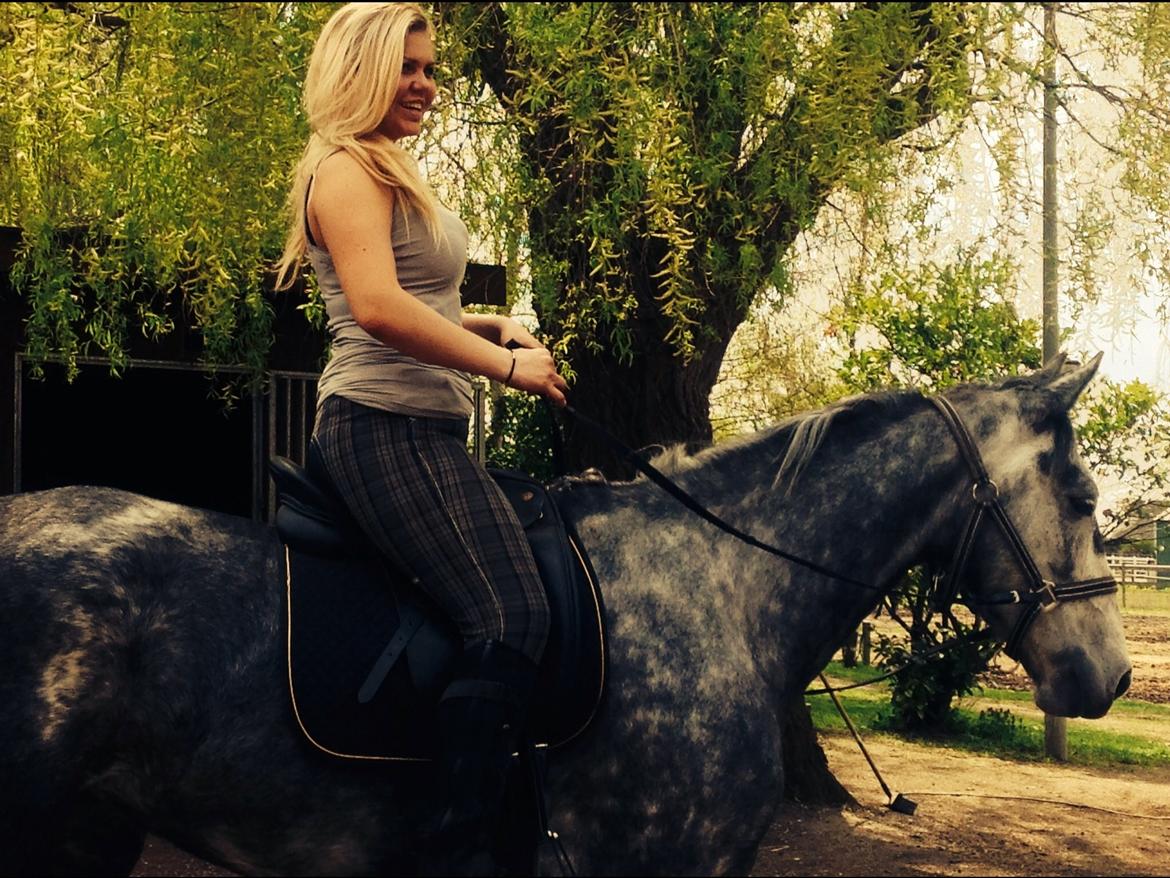 Hollandsk Varmblod Diana billede 20