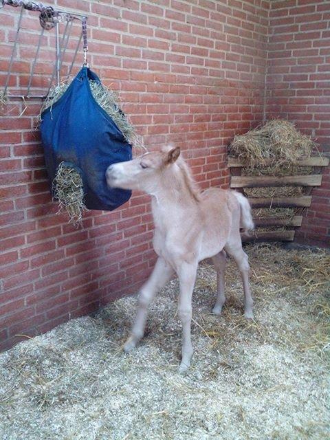Haflinger Sweet Chili Søvej billede 8