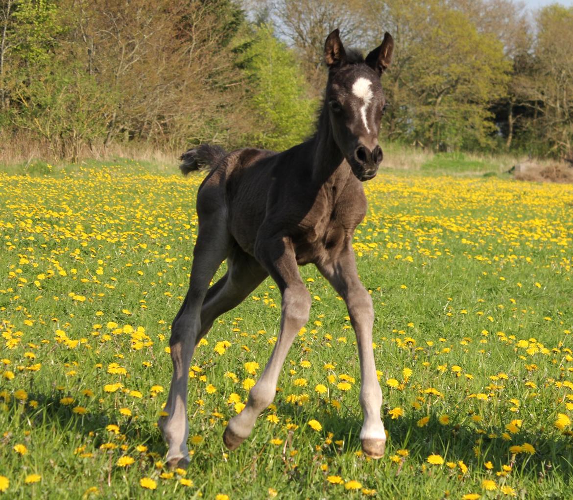 Arabisk fuldblod (OX) Fanzana (Iris) billede 13