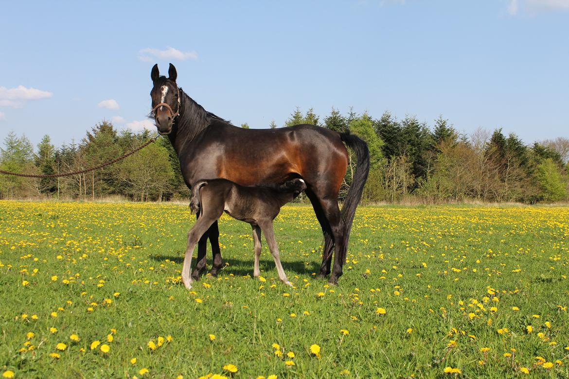 Arabisk fuldblod (OX) Fanzana (Iris) billede 17