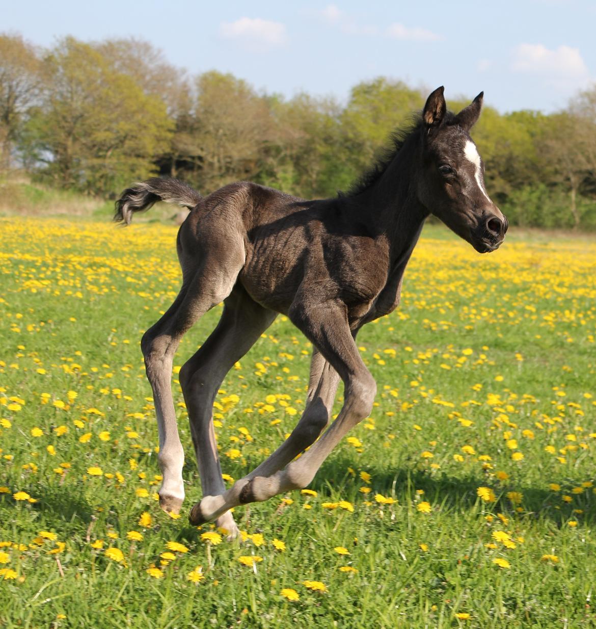 Arabisk fuldblod (OX) Fanzana (Iris) billede 14