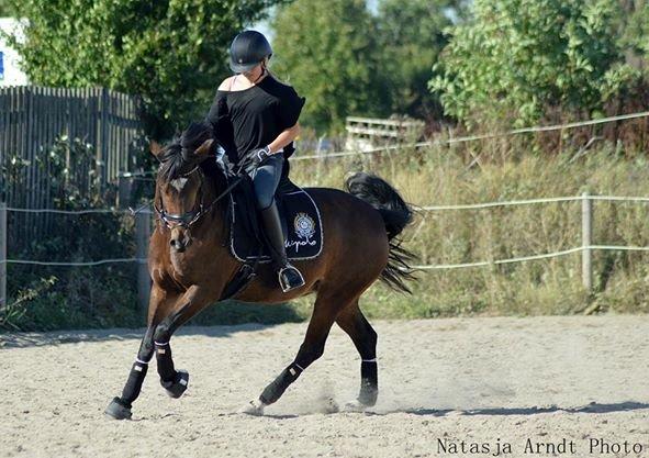 New Forest Søndermarken's Bojana billede 11