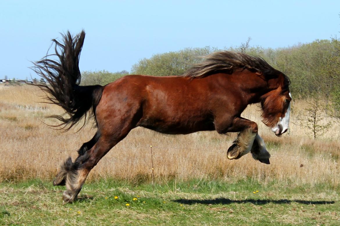 Irish Cob Troelsegaardens Caffrey (Joey) - 27/04-14 billede 23