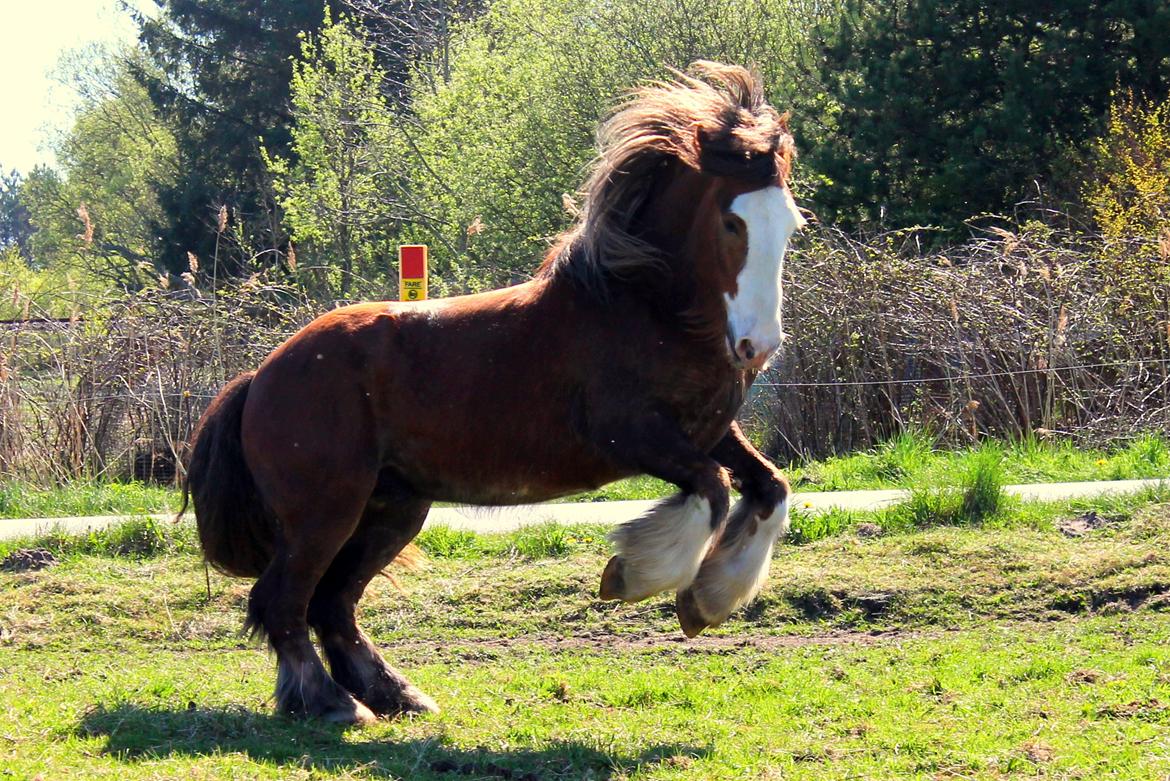 Irish Cob Troelsegaardens Caffrey (Joey) - 27/04-14 billede 1