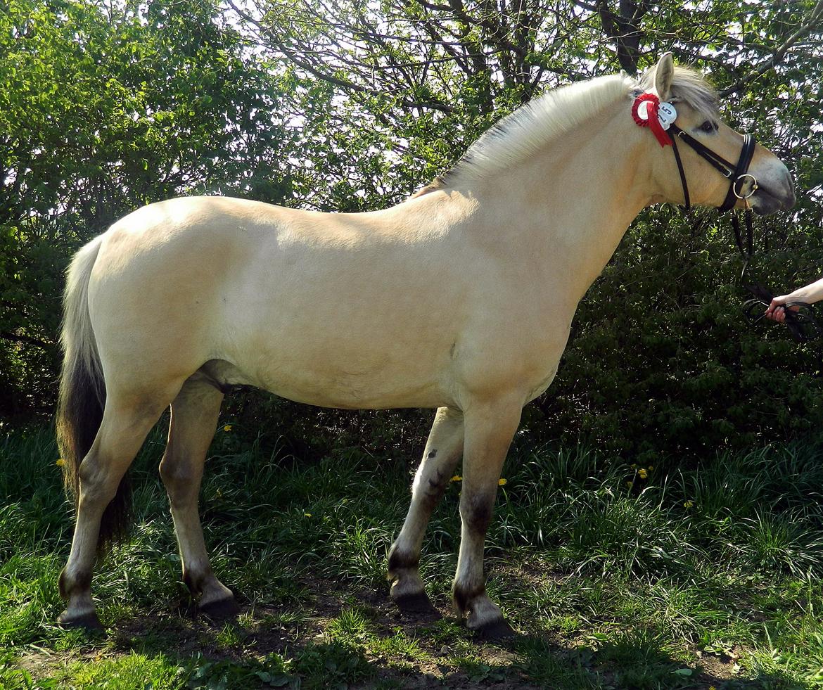 Fjordhest Oscar Vårby billede 4