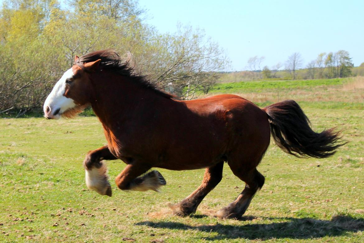 Irish Cob Troelsegaardens Caffrey (Joey) - 27/04-14 billede 24