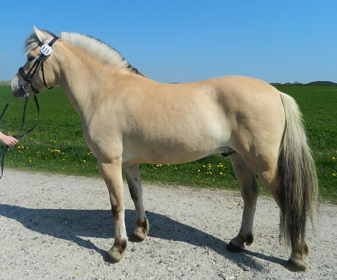Fjordhest Oscar Vårby billede 48