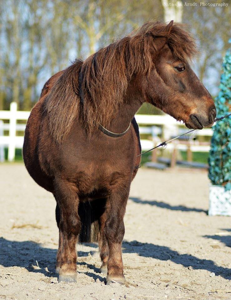 Shetlænder Rambo billede 8