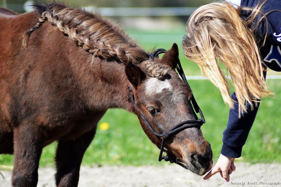 Shetlænder Rambo billede 1