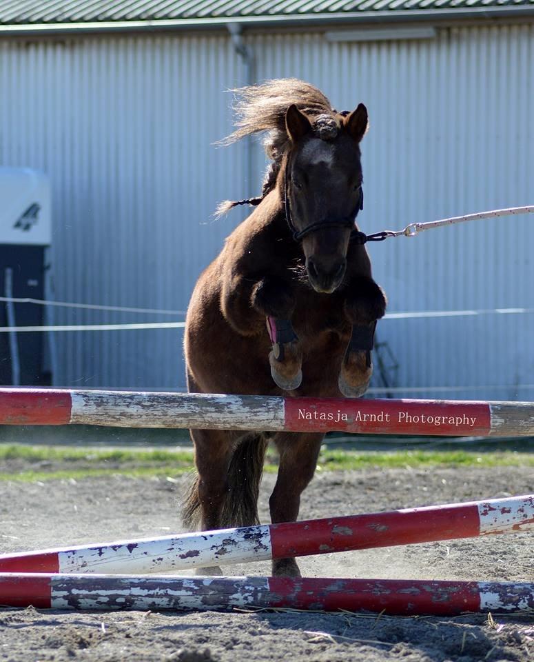 Shetlænder Rambo billede 4